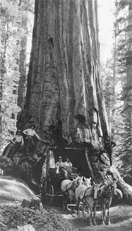 Horse Stage at Wawona Tunnel Tree